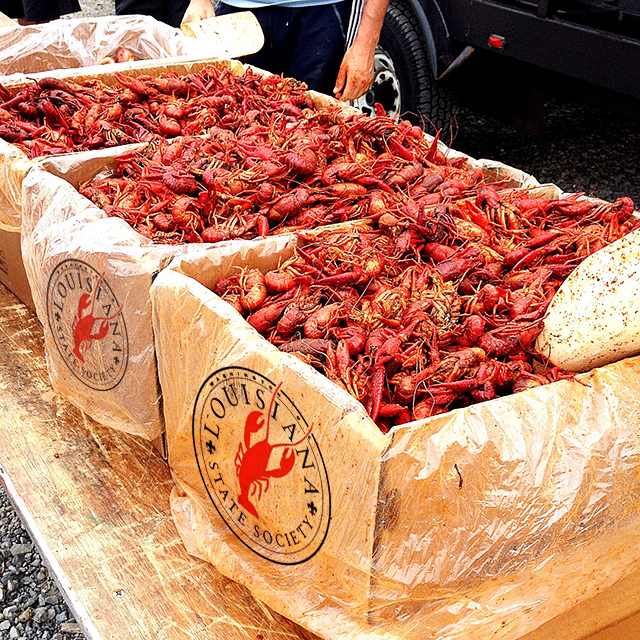 Buckets of crawfish for the outdoor seafood event Crawfest