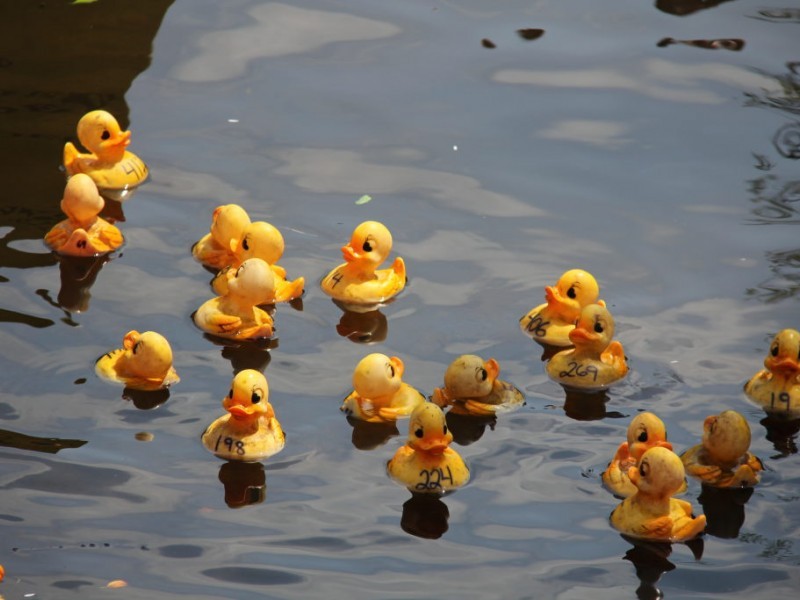 Rubber ducks racing event at the Yards DC