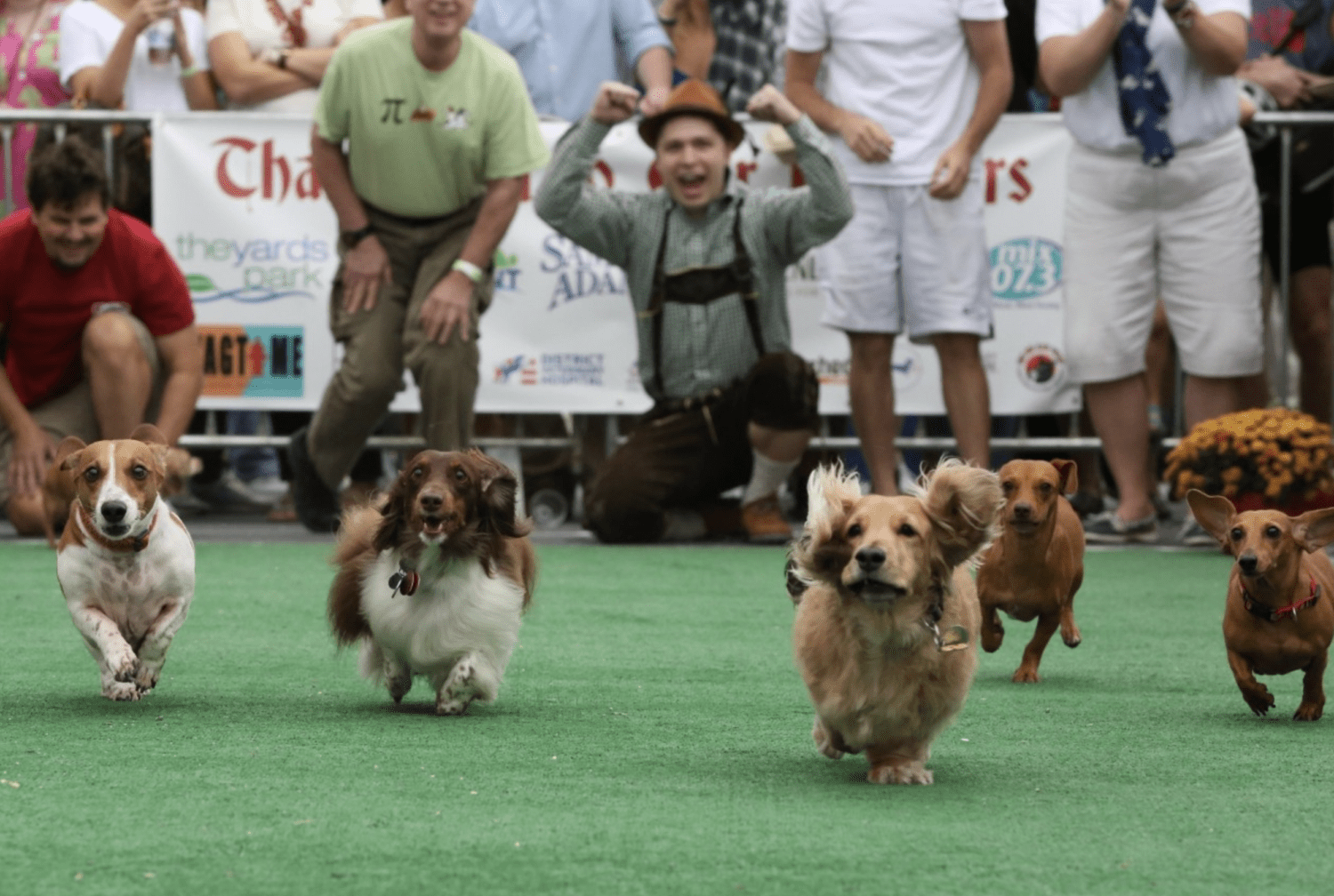 Dachsunds competing in Oktoberfest dog race event