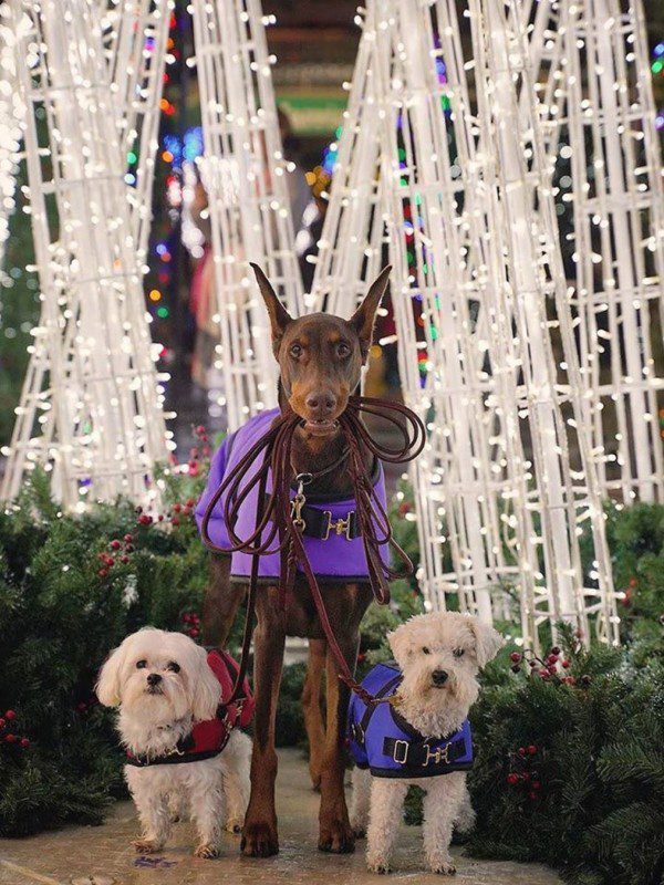Three dogs in front of Christmas trees with lights
